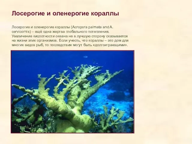 Лосерогие и оленерогие кораллы Лосерогие и оленерогие кораллы (Acropora palmata