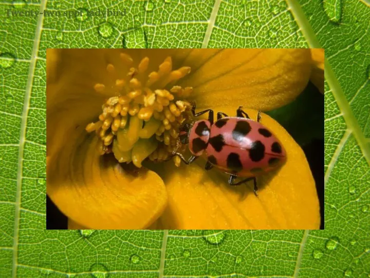 Twenty-two spot ladybird