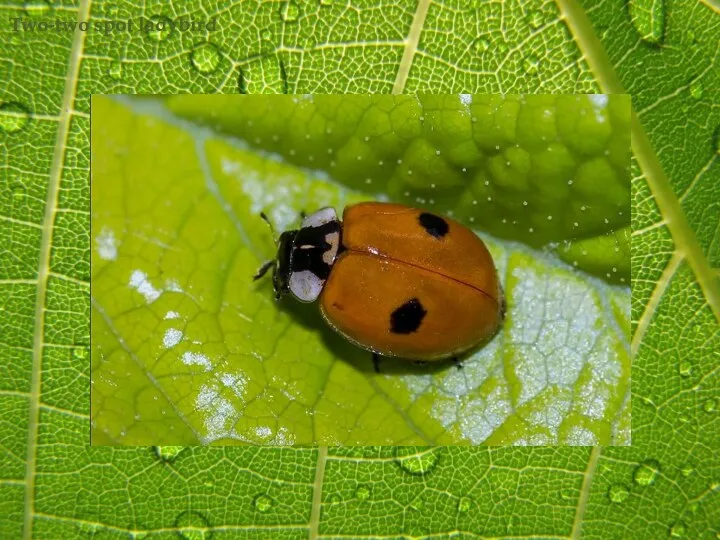 Two-two spot ladybird