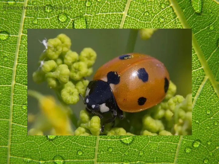 Seven-two spot ladybird