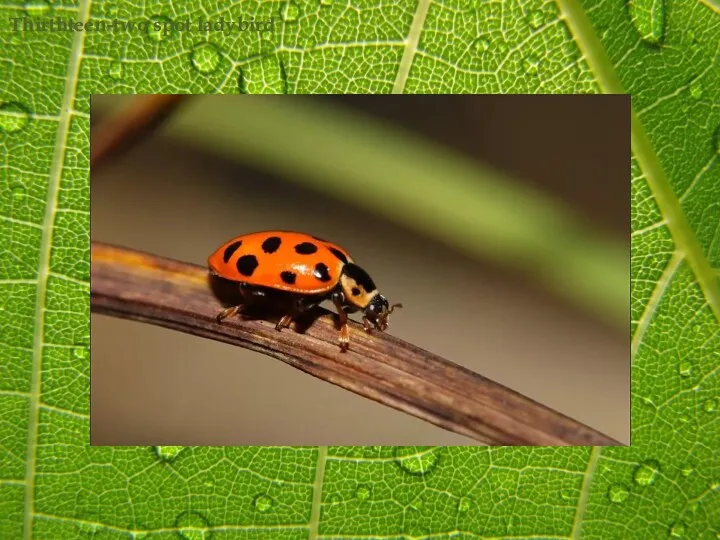 Thirthteen-two spot ladybird