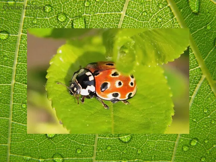 Ocular ladybug