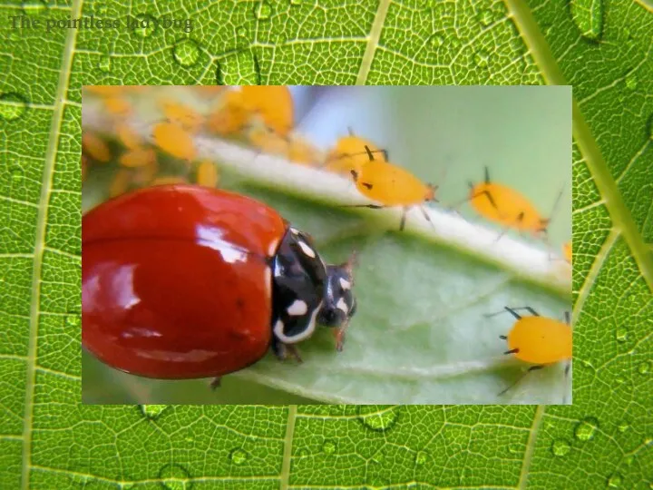 The pointless ladybug