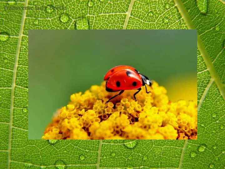 Transverse lady beetle