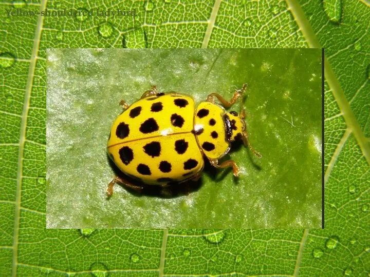 Yellow-shouldered ladybird