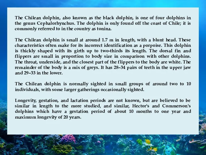 The Chilean dolphin, also known as the black dolphin, is