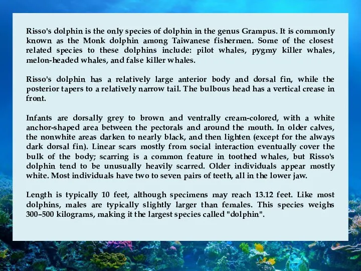 Risso's dolphin is the only species of dolphin in the