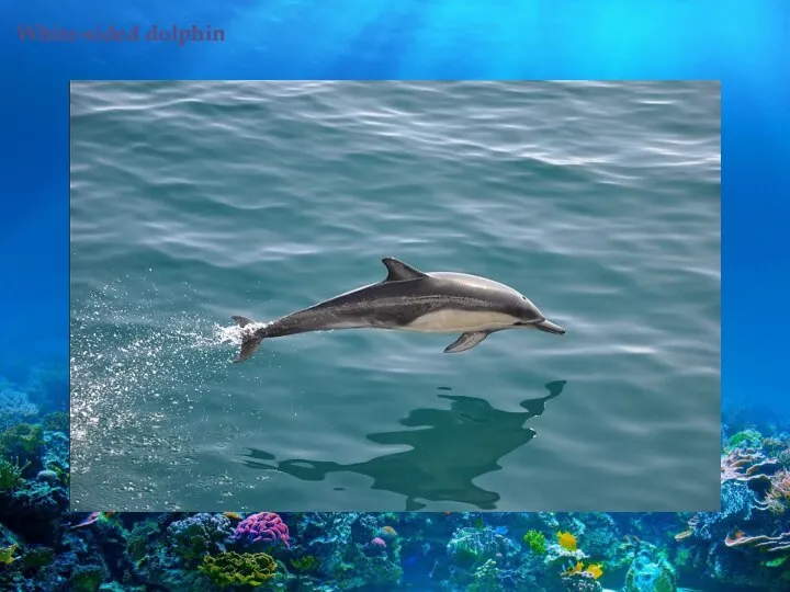 White-sided dolphin