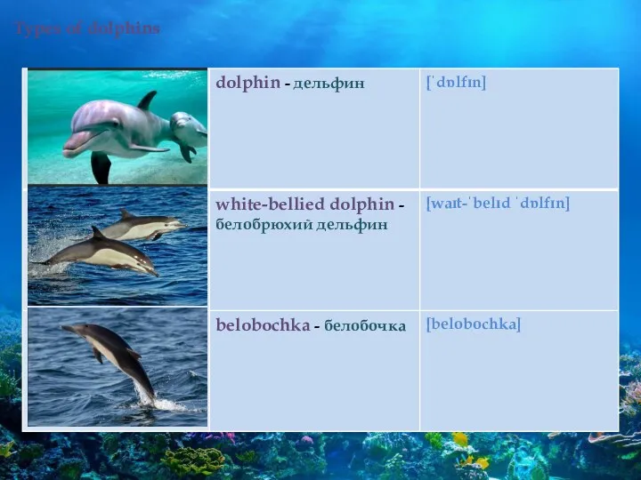 Types of dolphins