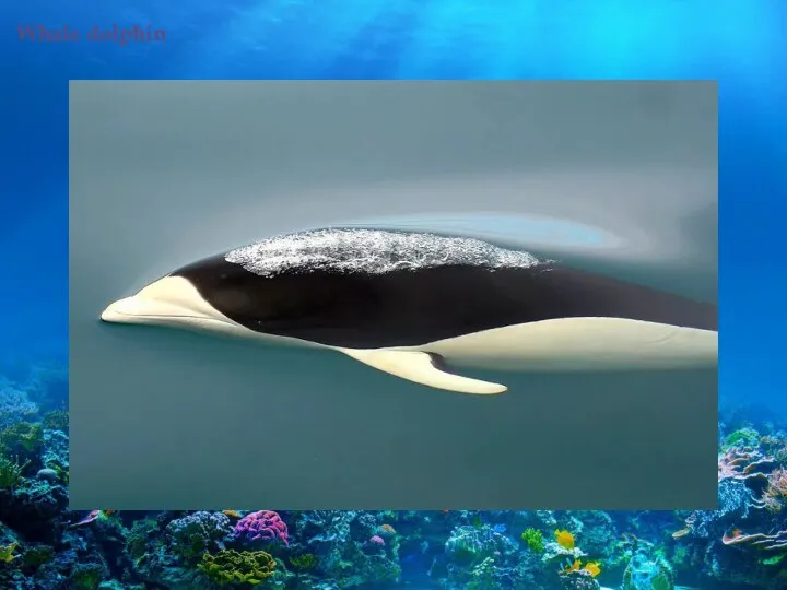Whale dolphin