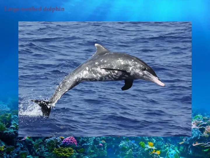 Large-toothed dolphin