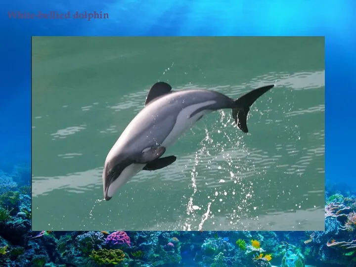 White-bellied dolphin