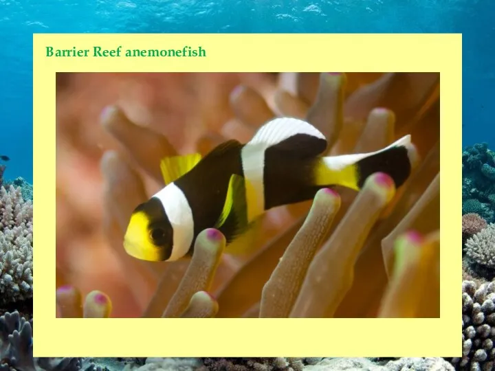 Barrier Reef anemonefish