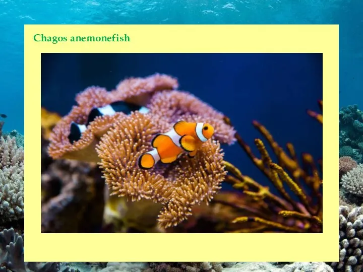 Chagos anemonefish