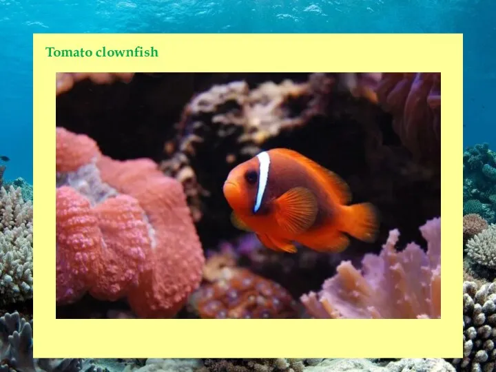 Tomato clownfish