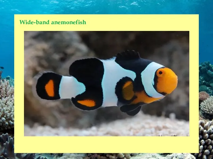 Wide-band anemonefish