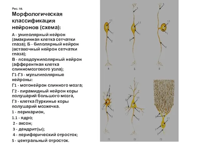Рис. 98. Морфологическая классификация нейронов (схема): A - униполярный нейрон