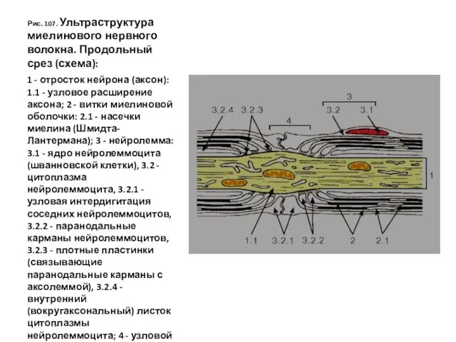 Рис. 107. Ультраструктура миелинового нервного волокна. Продольный срез (схема): 1