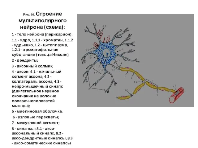 Рис. 99. Строение мультиполярного нейрона (схема): 1 - тело нейрона