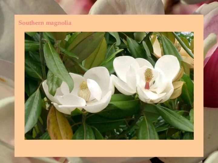 Southern magnolia