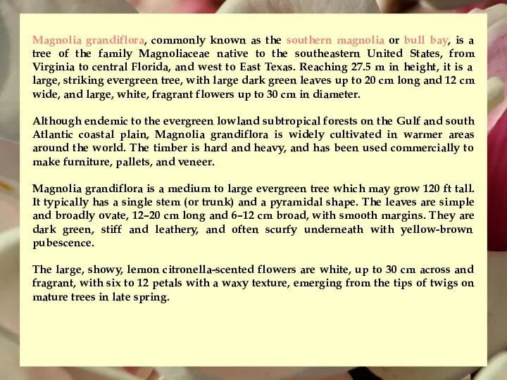 Magnolia grandiflora, commonly known as the southern magnolia or bull