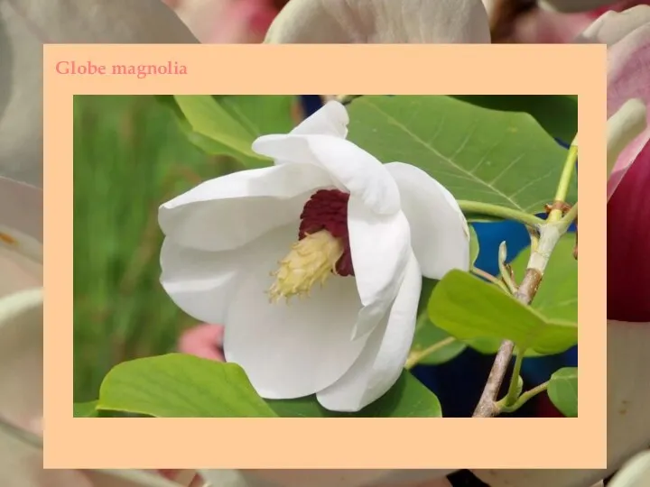 Globe magnolia