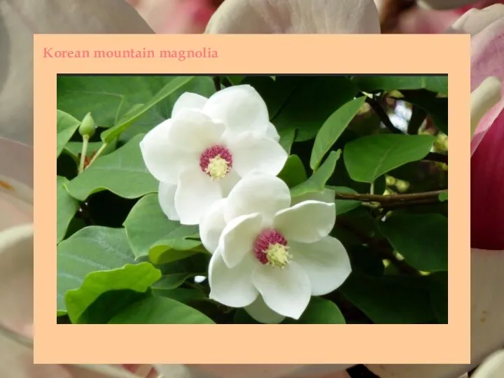 Korean mountain magnolia