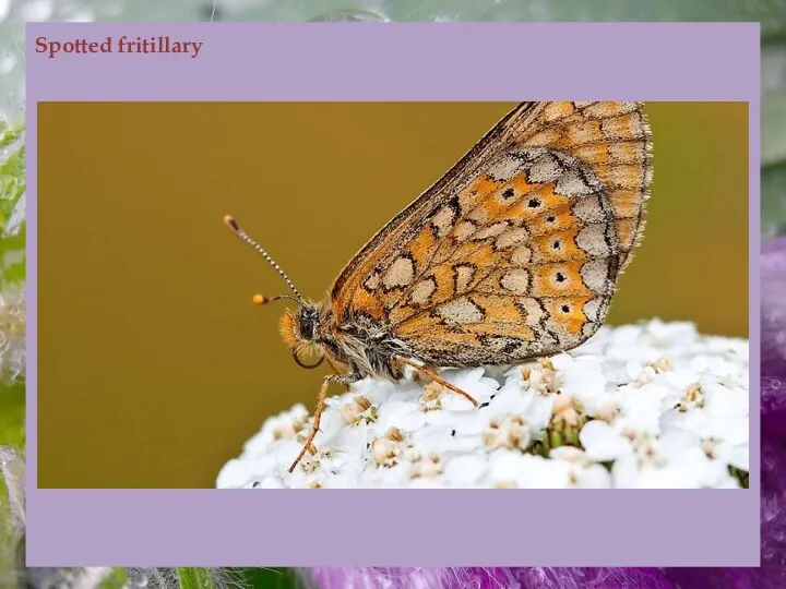 Spotted fritillary