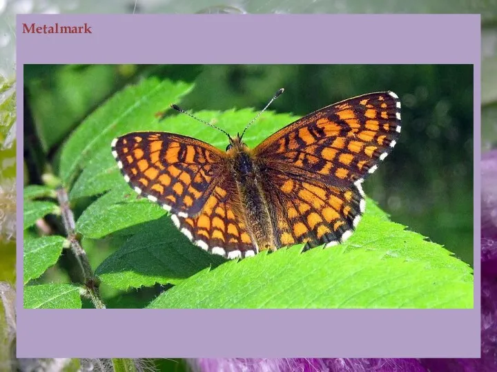 Metalmark