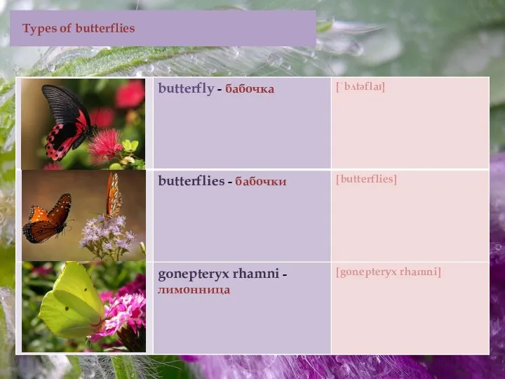 Types of butterflies