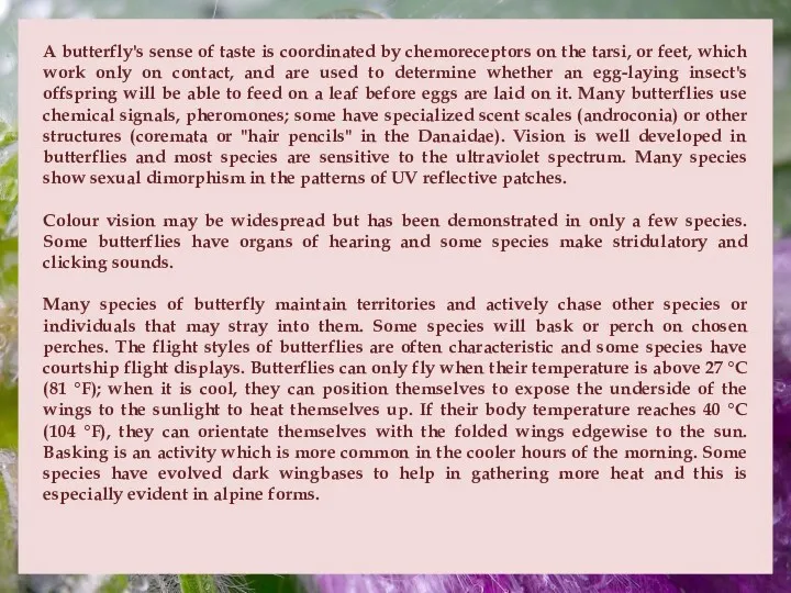 A butterfly's sense of taste is coordinated by chemoreceptors on