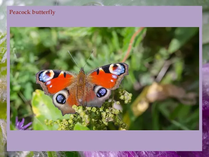 Peacock butterfly