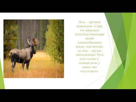 Лось – крупное травоядное. Славу это животное получило благодаря своим