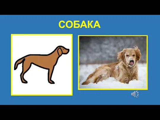 СОБАКА