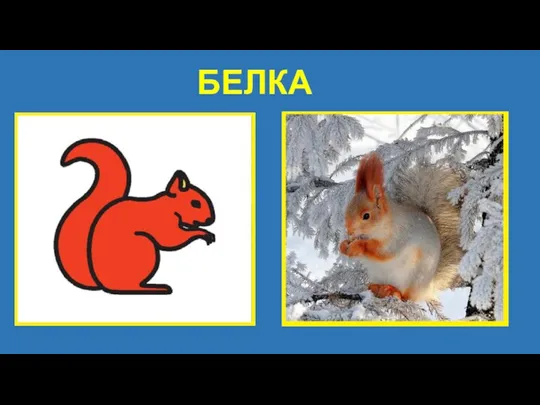 БЕЛКА