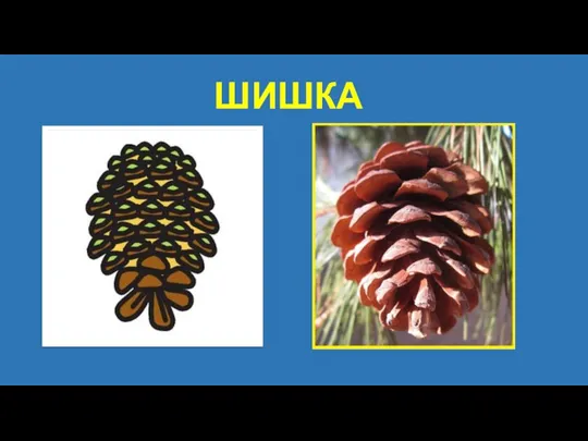 ШИШКА