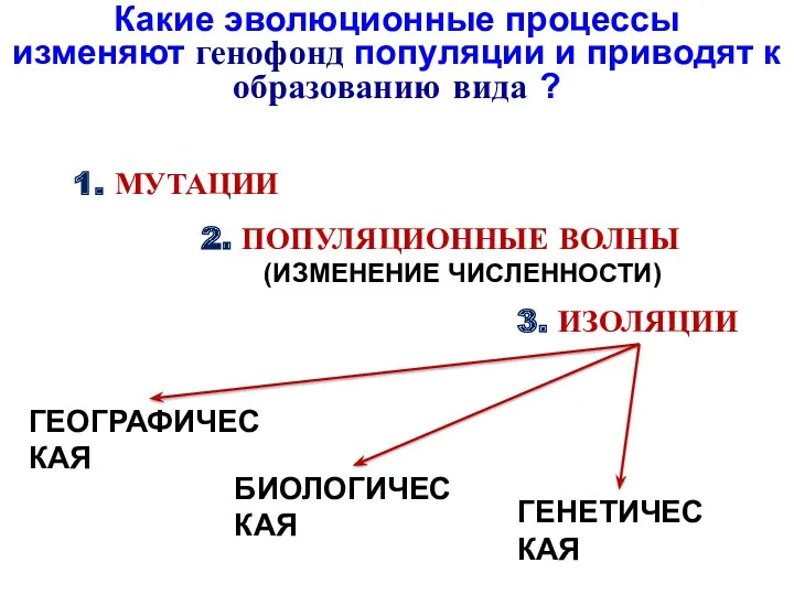 Какие эволюционные процессы изменяют генофонд популяции и приводят к образованию