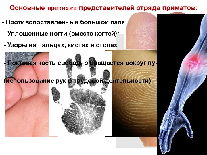Основные признаки представителей отряда приматов: - Противопоставленный большой палец; -