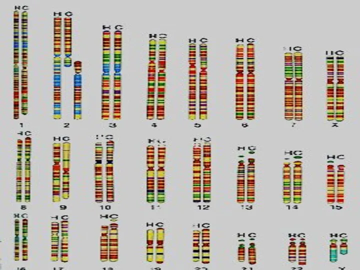 У человека и шимпанзе идентичны 13 пар хромосом хромосомы 2-й