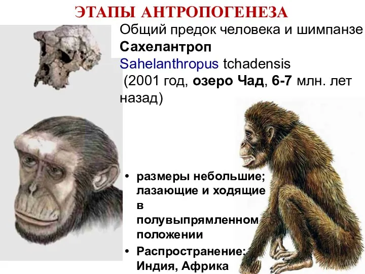 ЭТАПЫ АНТРОПОГЕНЕЗА Общий предок человека и шимпанзе Сахелантроп Sahelanthropus tchadensis