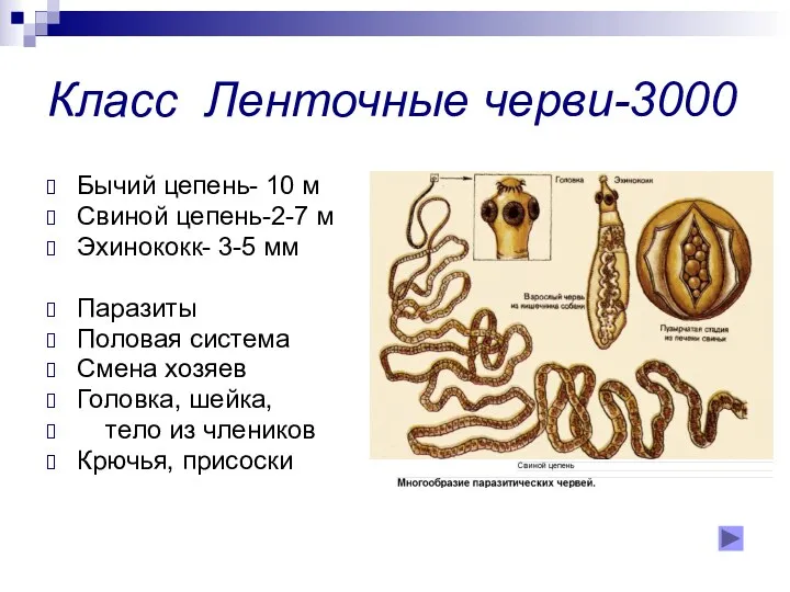 Класс Ленточные черви-3000 Бычий цепень- 10 м Свиной цепень-2-7 м Эхинококк- 3-5 мм