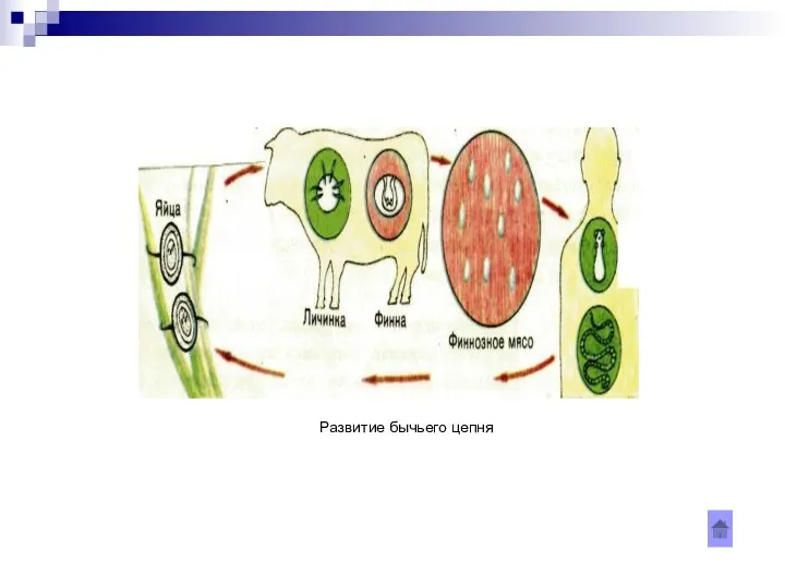 Развитие бычьего цепня