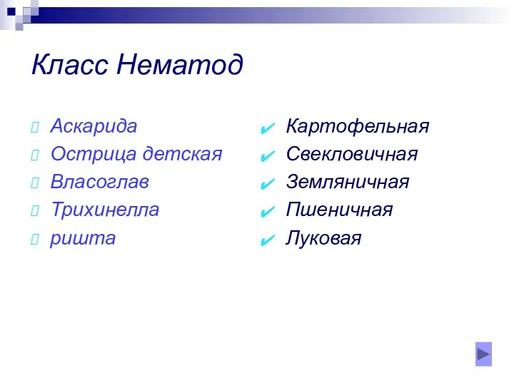 Класс Нематод Аскарида Острица детская Власоглав Трихинелла ришта Картофельная Свекловичная Земляничная Пшеничная Луковая