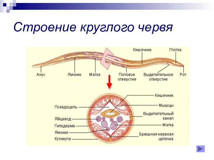 Строение круглого червя