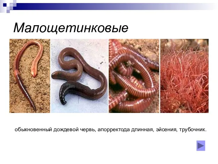 Малощетинковые обыкновенный дождевой червь, апорректода длинная, эйсения, трубочник.