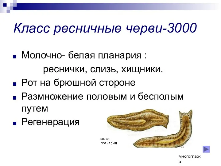 Класс ресничные черви-3000 Молочно- белая планария : реснички, слизь, хищники. Рот на брюшной