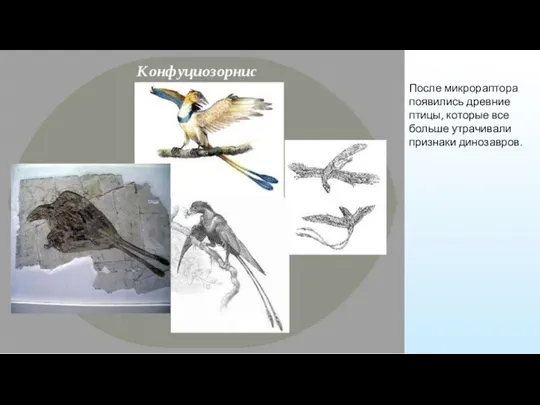 После микрораптора появились древние птицы, которые все больше утрачивали признаки динозавров.