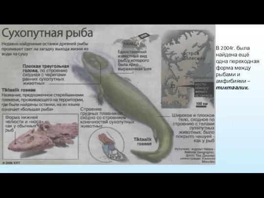 В 2004г. была найдена ещё одна переходная форма между рыбами и амфибиями – тиктаалик.