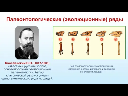 Палеонтологические (эволюционные) ряды Ковалевский В.О. (1842-1883) известный русский зоолог, основоположник