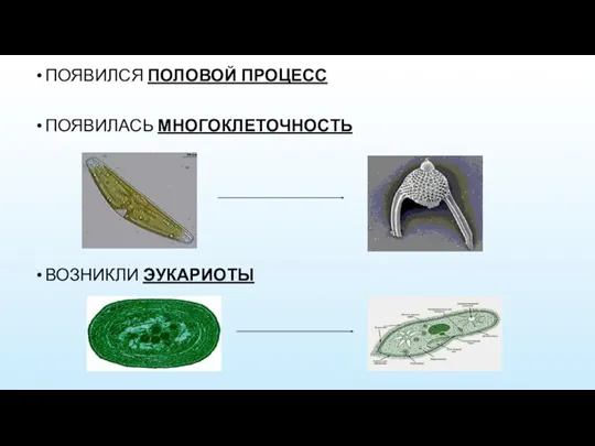 ПОЯВИЛСЯ ПОЛОВОЙ ПРОЦЕСС ПОЯВИЛАСЬ МНОГОКЛЕТОЧНОСТЬ ВОЗНИКЛИ ЭУКАРИОТЫ